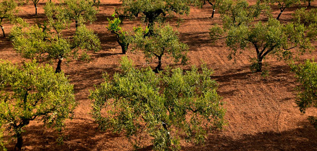 La CHG desembalsará agua hoy para el olivar de Jaén