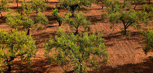 La CHG abre el plazo para solicitar los riegos extraordinarios para el olivar