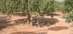 La UCO ensaya el riego con aguas regeneradas en olivar