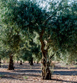 El 28,74% de la superficie de olivar en España es de regadío
