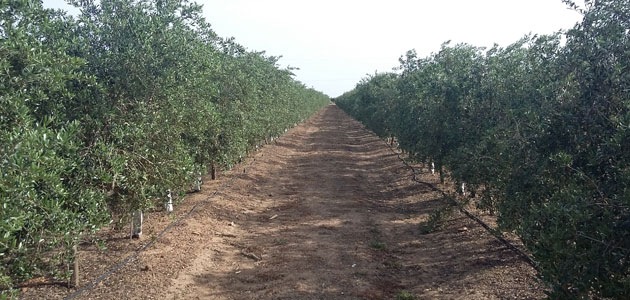 Desarrollan una herramienta de ayuda a la decisión de riego en olivar