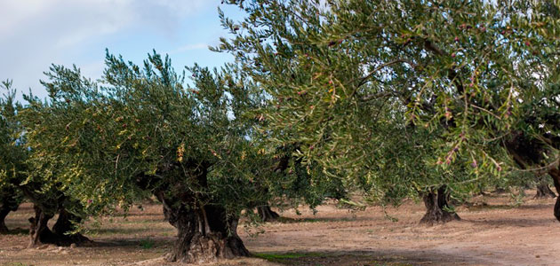 Una jornada abordará el momento idóneo de recolección de la variedad arróniz en Rioja Alavesa