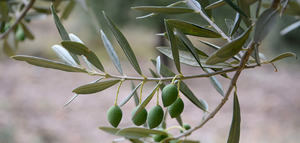 La DOP Aceite de La Rioja obtiene 605.000 litros durante la campaña 2025/26