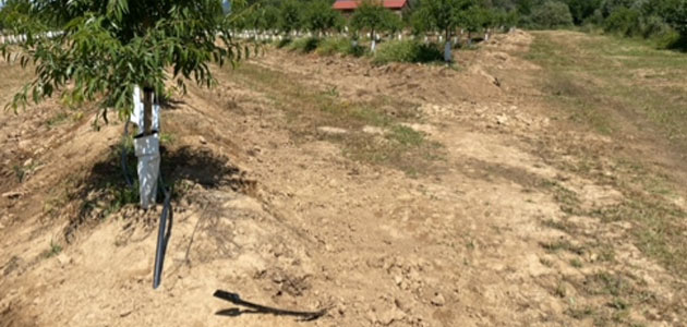 Rivulis se asocia con Agrotecnológica Veracruz Almonds para probar una innovadora solución de riego subterráneo