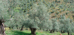 Preocupación de los olivareros de Jaén por los robos de aceituna