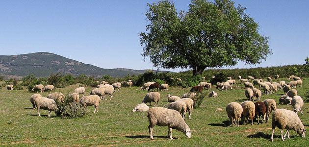 Reciclar subproductos agroindustriales: una ayuda para la ganadería sostenible