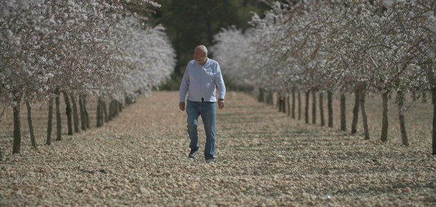 La almendra europea: el producto sostenible que combate la erosión en las lluvias torrenciales y ahorra agua en la sequía