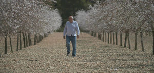 La almendra europea: el producto sostenible que combate la erosión en las lluvias torrenciales y ahorra agua en la sequía