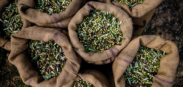 Las exportaciones andaluzas de aceite de oliva a Italia crecen un 50% de enero a mayo