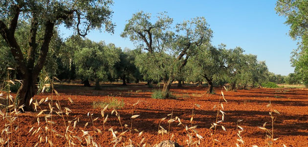 “Chalecos naranjas” en Italia para protestar por la situación del sector agrícola y olivarero