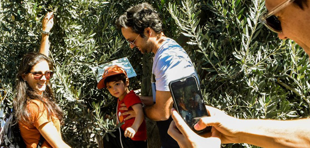 San Juan (Argentina) propone una experiencia entre olivares