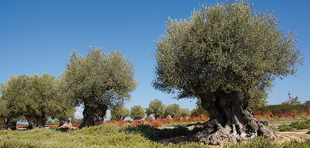 El “Modelo Santander” de determinación de la edad de olivos monumentales