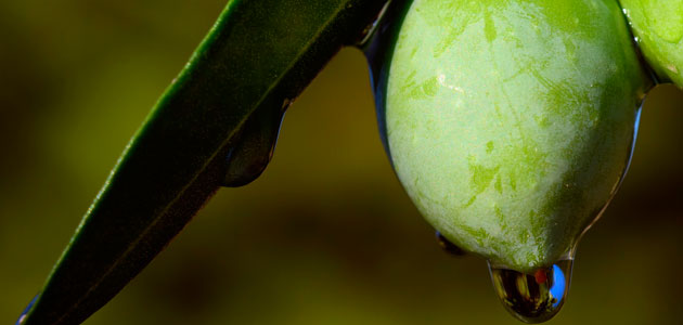 Sapec Agro forma a productores de aceite en el manejo de herbicidas