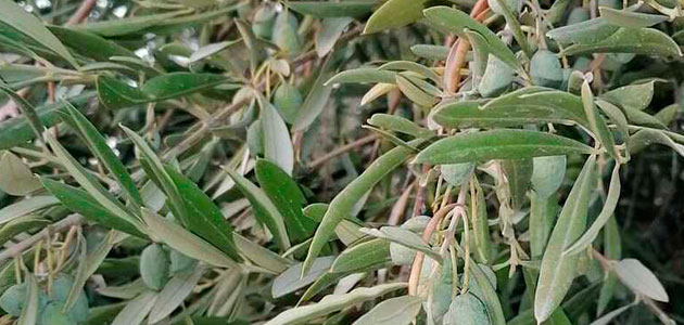 COAG-Jaén alerta de que el olivar está muy afectado por el estrés hídrico a pesar de las lluvias