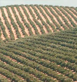 La producción asegurada de olivar se incrementa un 9,04% en el Plan 2013