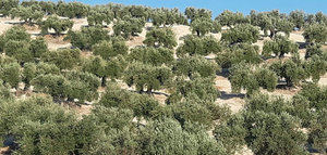 COAG alerta de que solo está asegurada la producción del 7,8% del olivar jiennense