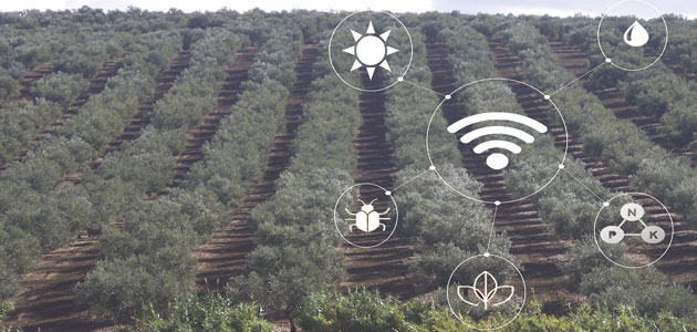 Sensores, drones y satélites: aplicaciones en olivicultura