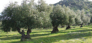 La Junta de Andalucía y SEO/BirdLife colaborarán para potenciar al olivar como sumidero de CO2