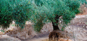 “Buenas ‘malas hierbas’ del olivar”, la publicación que rescata el valor de las plantas silvestres en los olivares