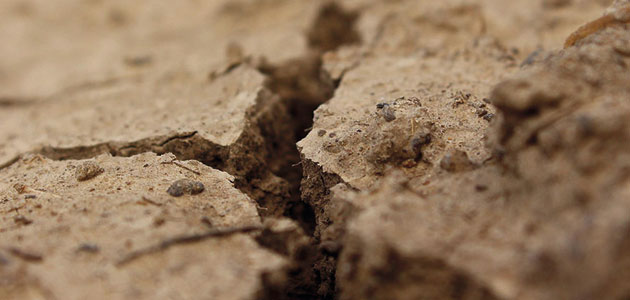 Andalucía pide prorrogar las ayudas extraordinarias europeas para afrontar la complicada situación del campo