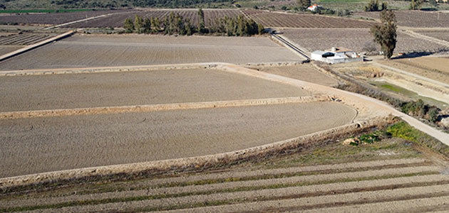 Advierten de que la situación del olivar en secano andaluz es “muy delicada” por la sequía