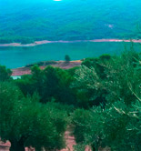 Estimaciones de campaña de las DOPs jiennenses 