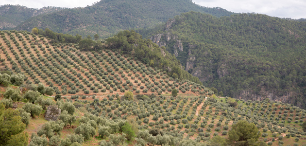 Caja Rural de Jaén y la DOP Sierra de Segura promoverán la calidad del AOVE