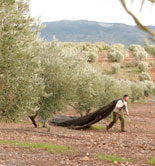 Las DOPs jiennenses afrontan una nueva campaña pendientes de las condiciones meteorológicas