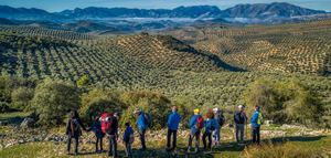 Convocados los II Premios Oleoturismo España