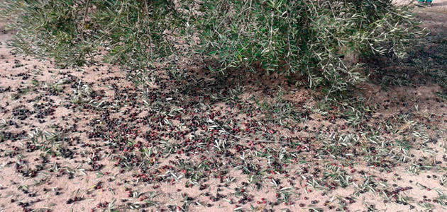 Agroseguro ha recibido declaraciones de siniestro de 10.801 hectáreas de olivar