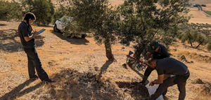 Demuestran la eficacia de la electroremediación para eliminar pesticidas en suelos del olivar