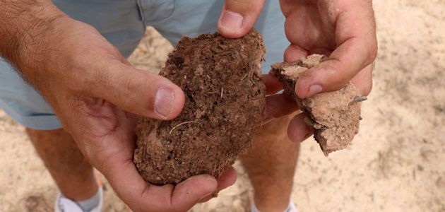 El proyecto SOIL O-LIVE analiza en su primer año más de 5.200 muestras de suelos de los olivares mediterráneos