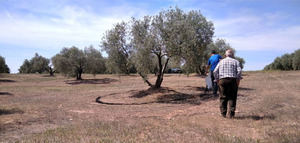 Soil O-Live descubre especies nuevas de nematodos para la ciencia