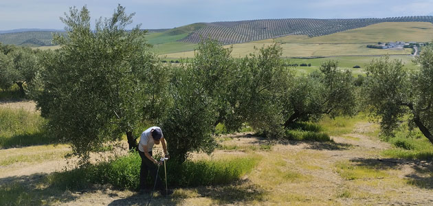 Soil O-Live pone en marcha técnicas pioneras para mejorar la salud del suelo y el rendimiento del olivar