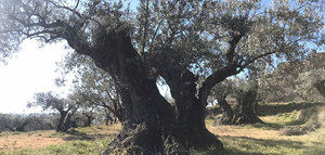 Un proyecto recuperará la biodiversidad del olivar del Somontano