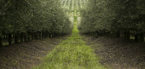 Sovena, referente del AOVE y la sostenibilidad