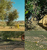 El documental Spanish Gold se presentará en Nueva York y Londres