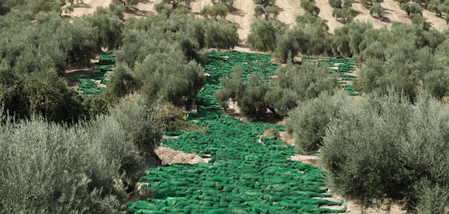 Así es la imagen de 'Retrato Alhambra 1925' , la instalación artística del fotógrafo Spencer Tunick en un olivar granadino
