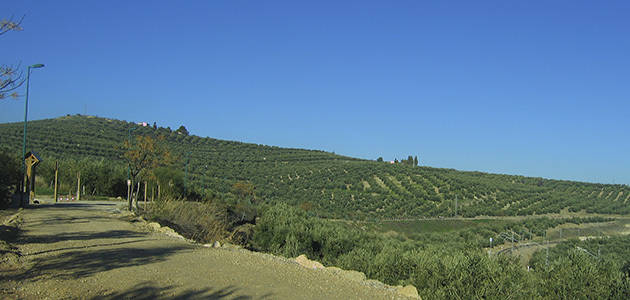 La CE prevé que la producción de aceite de oliva en la Península Ibérica aumente un 1% anual hasta 2026