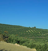 Andalucía convoca ayudas para mejorar la sostenibilidad de las explotaciones olivareras
