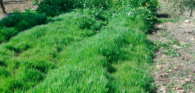 Miden la cantidad de suelo fértil que produce la cubierta vegetal del olivar