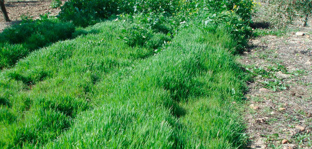 Miden la cantidad de suelo fértil que produce la cubierta vegetal del olivar