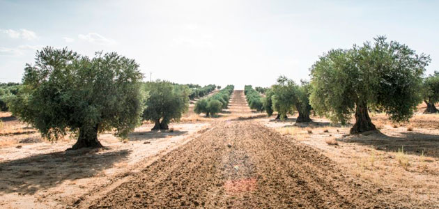 La aplicación de residuos orgánicos de la industria oleícola puede mejorar la fertilidad del suelo