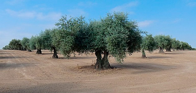 Cinco países se unen para frenar el deterioro del suelo agrícola