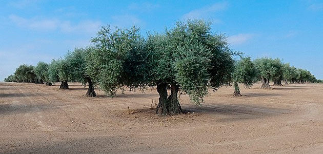 El laboreo mínimo, la técnica de mantenimiento del suelo más utilizada en olivar