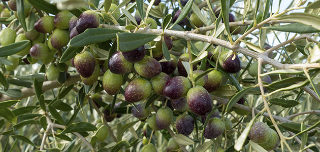 Sultana: 10 claves para el futuro del olivar de alta densidad