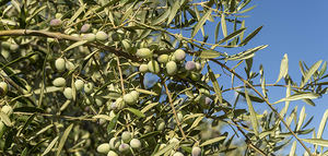 Sultana marca un antes y un después con su doble resistencia al repilo y la tuberculosis