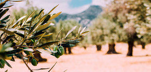 La superficie de olivar continúa su tendencia al alza en España y sube un 0,64%