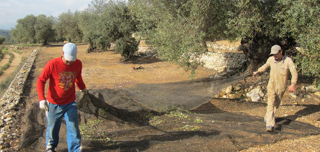 Aforo: Andalucía prevé que su producción de aceite de oliva se sitúe en 550.600 t. esta campaña, un 7,4% más