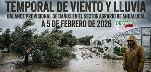 Balance provisional del temporal de viento y lluvia: COAG-Andalucía estima pérdidas del 50-80% en el olivar de Jaén